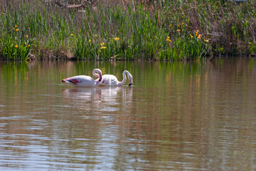 A pair of pink flamingos on the calm waters of the pond.