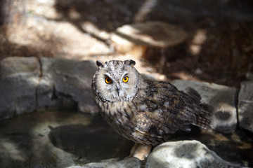 Predatory bird in forest at zoo