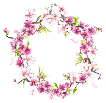 Watercolor painted pink cherry blossoms. Floral wreath. Arrangement illustration.