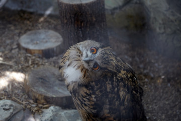 Predatory bird in forest at zoo