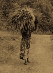 A woman carrying fire wood on her head