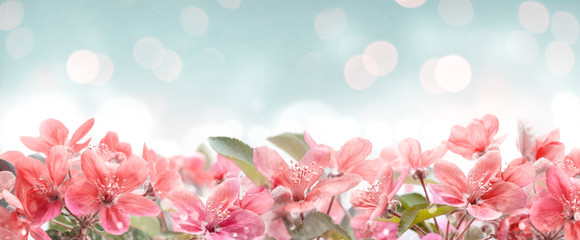Beautiful pink spring blossom frame on bokeh background. Garden with flower blooming on blue sky....