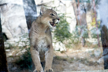 Predatory cat puma in the wild