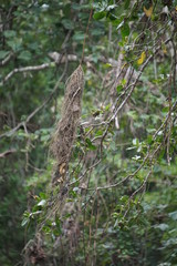 Bird nest hanging on a tree