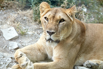 Fototapeta na wymiar Lion lies in the jungle