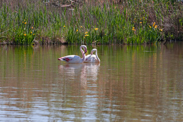 A pair of pink flamingos on the calm waters of the pond.
