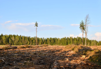 Cut trees in the forest. Deforestation and Illegal Logging, international trade in illegal timber