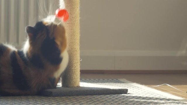 Calico tabby cat playing with scratching post