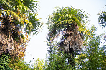 Palm trees with large green leaves in the overgrown garden