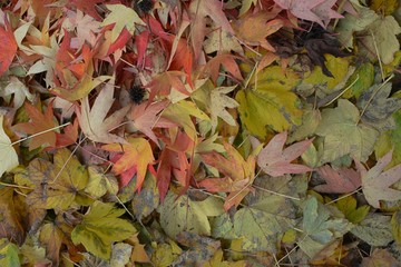Bunte Herbstblätter auf dem Boden