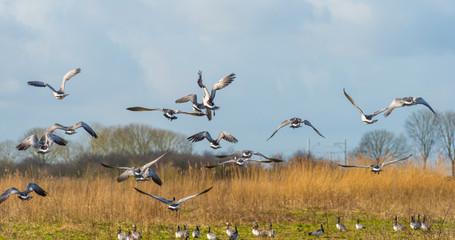 Flock of geese flying in the sky of a natural park in winter 