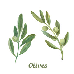 Watercolor illustration with set of olive branches.