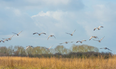 Flock of geese flying in the sky of a natural park in winter 
