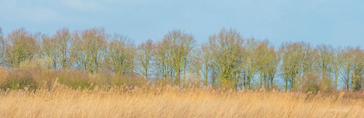 Fototapeta premium Canopy of bare deciduous trees below a blue cloudy sky in winter