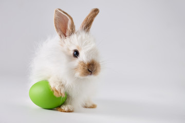 Easter bunny rabbit with egg on gray background