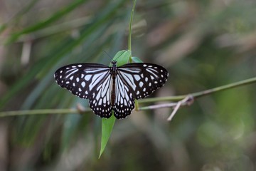Schmetterling Sri Lanka - blauer Tiger