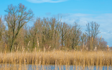 Reed along the edge of a lake in a natural park in sunlight in winter