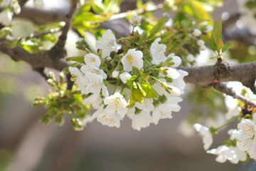 Cherry branch with white flowers. Blossom sakura in garden. Nature backdrop. Spring flowers. Springtime.