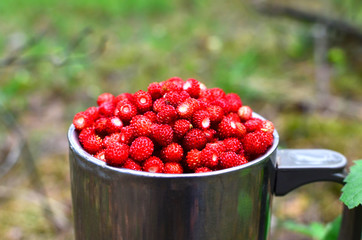 Fresh strawberries in a large chrome mug on the background of green leaves in the forest. Collecting wild berries -  Image