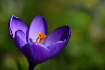 Fototapeta premium Close-up of the blossom of a fresh purple crocus with yellow pistils and pollen, against a green background in spring