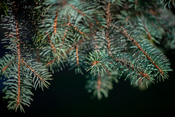 Naklejka na ściany i meble Defocus spring background of young branches with needles of blue spruce