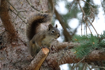 Curious cute brown squirrel,, posing at a pine tree trunk