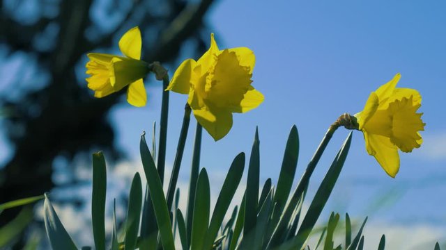 Spring daffodils on sunny day with strong breeze