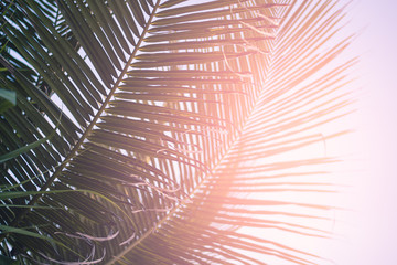 View of palm trees against the sky and sun flare. Tropical background at the resort