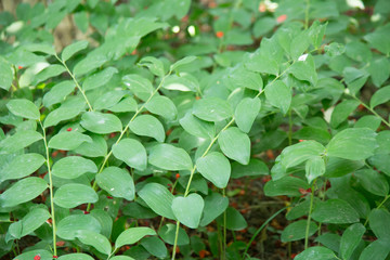 Chinese herbal medicine Yuzhu growing in the botanical garden of Nantong Museum, China