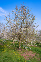 Kirschblüte im Rheingau/Deutschland an einem sonnigen Frühlingstag