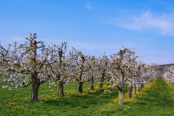 Kirschblüte im Rheingau/Deutschland an einem sonnigen Frühlingstag