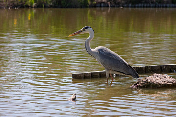 Gray heron on the shore of the pond, waiting for a fish to pass.