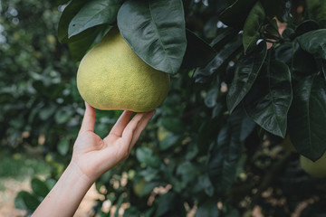 The grapefruit in the orchard is ripe, and it's very beautiful hanging on the tree