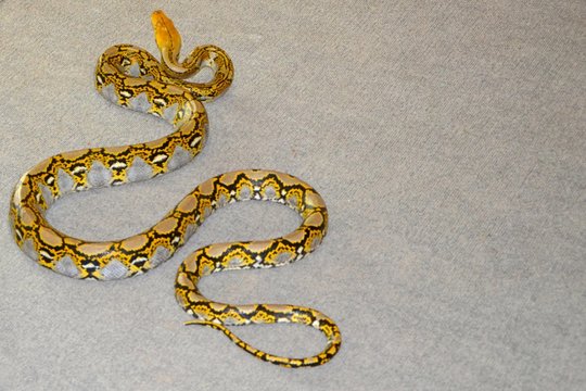 Snake with a yellow color on a gray background