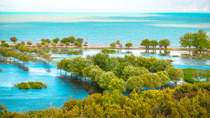 landscape with lake and trees