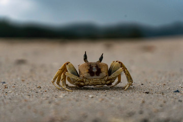  Thailand crab