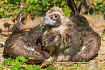 Mönchsgeier
