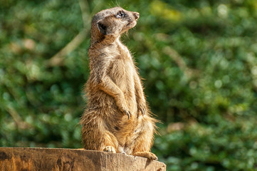 Erdmännchen