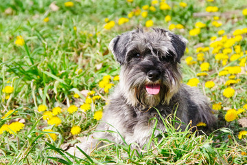 Portrait of a gray miniature schnauzer dog posing outdoors in yellow spring flowers. A beautiful dog is lying on the grass and smiling. macro. selective focus