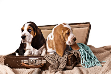 Two basset hound puppies sitting in old suitcase isolated on white