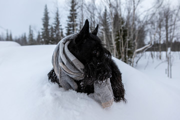 The frozen puppy of Scottish terrier sits in winter snow wrapped in a grey scarf on a background of forest