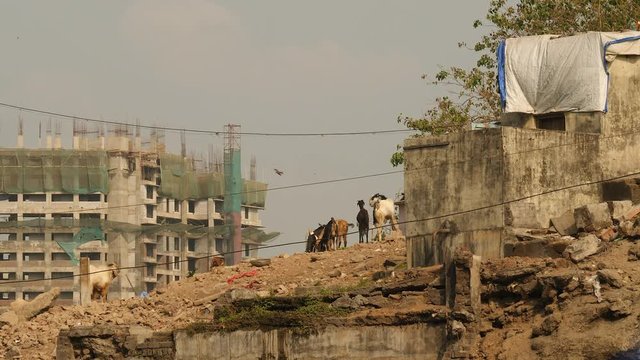 Goats in the city, Mumbai, India.