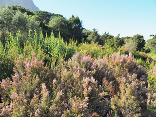 Nationaler Botanischer Garten Kirstenbosch - im Stadtteil Newlands von Kapstadt 