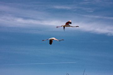 Some pink flamingos fly over the calm waters of the pond.