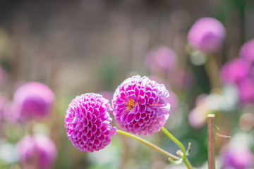 Pink Dahlia flower (Dahlia Pinnata Cav) blooming on the stem in the ornamental garden