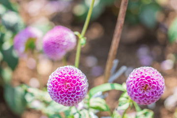 Pink Dahlia flower (Dahlia Pinnata Cav) blooming on the stem in the ornamental garden