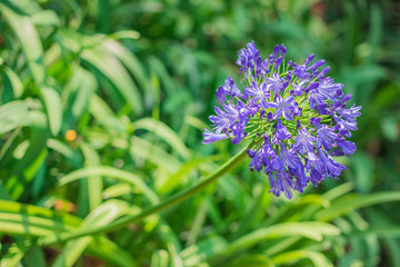 Blue Agapanthus flower, African lily, Blue African lily, Lily of nile is blooming on stem in the garden