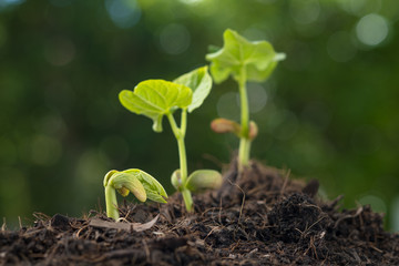 Young seedling grrow from soil