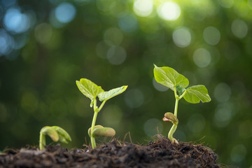 Young seedling grrow from soil