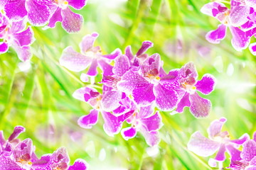 Pink purple Vanda orchid flowers are blooming in green leaves background in the ornamental flowers...